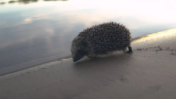 Un hérisson sauvage marche sur la plage le long de la rivière — Photo