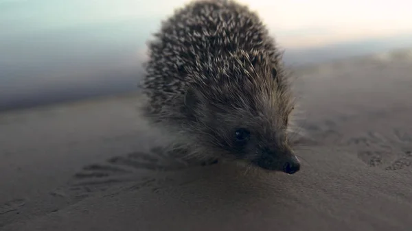 A wild hedgehog walks on the beach along the river