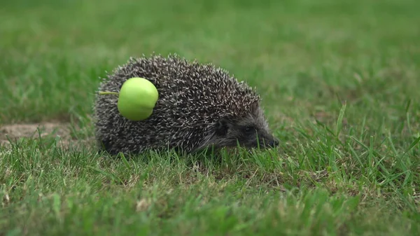 Real wild hedgehog with an apple on the back. Walks on green grass. — Stock Photo, Image