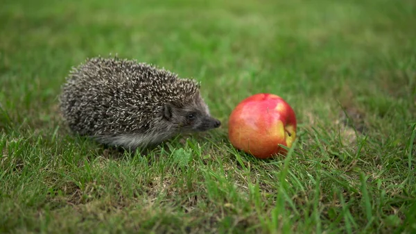 Véritable hérisson marche sur l'herbe verte près de la pomme rouge — Photo