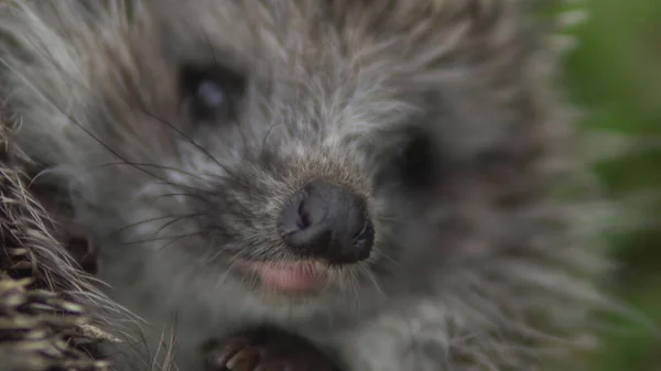 Moncong landak liar adalah close-up. Hedgehog di alam. — Stok Foto