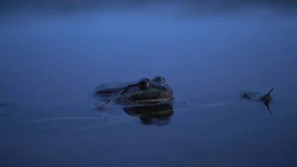 Ve vodě sedí velká ropucha. Detailní záběr. — Stock fotografie