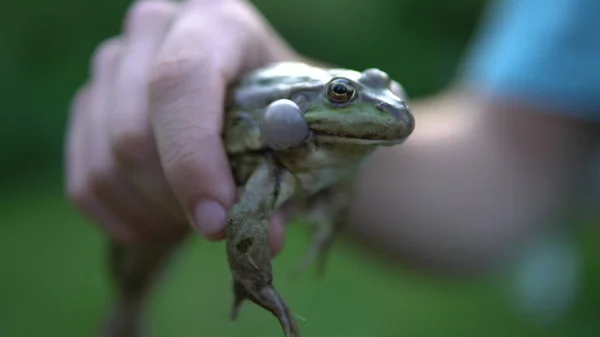 En stor grön padda i en mans hand. Padda försvarar blåsor bubblor på kinderna — Stockfoto