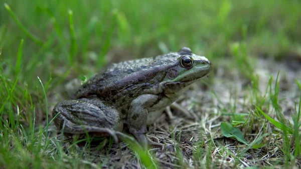 На траве сидит большая зеленая жаба — стоковое фото