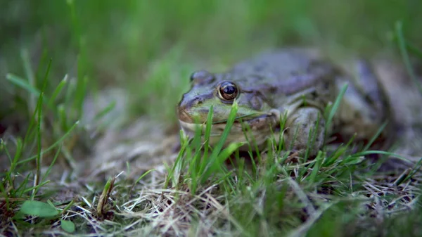 En stor grön padda sitter på gräset — Stockfoto