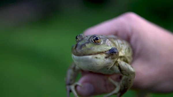 En stor grön padda i en mans hand. Padda försvarar blåsor bubblor på kinderna — Stockfoto