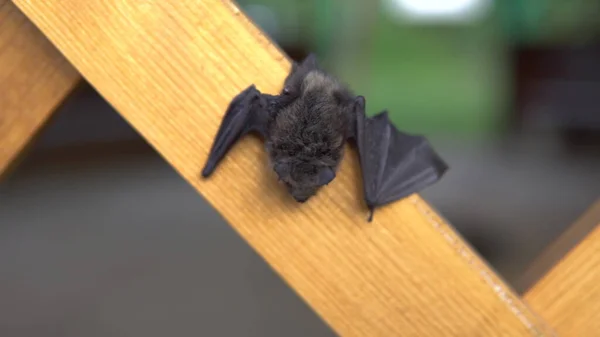 Yarasa günü bir yazlık evde oturur