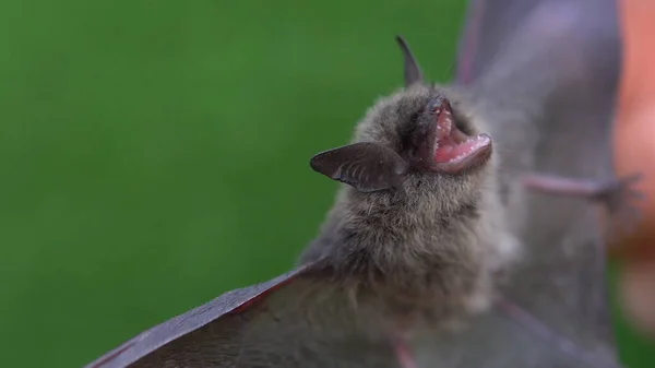 Um morcego com asas abertas nas mãos de um homem — Fotografia de Stock