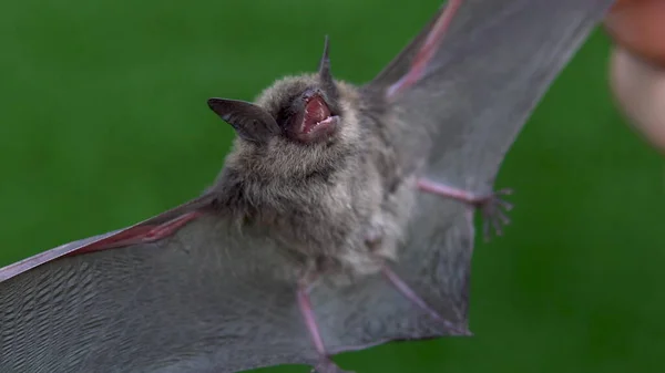 A bat with open wings in the hands of a man