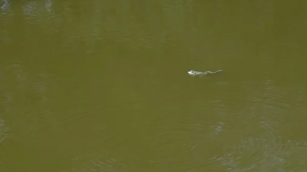 Frosch schwimmt im Sumpf und taucht unter Wasser — Stockfoto
