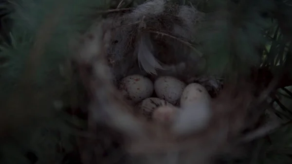 Hay huevos en el nido de aves. El nido se encuentra en las ramas del abeto. —  Fotos de Stock