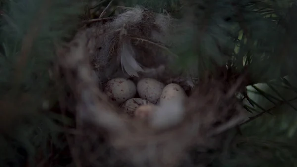 Hay huevos en el nido de aves. El nido se encuentra en las ramas del abeto. — Foto de Stock
