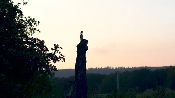 Ένα πουλί κάθεται σε ένα παλιό κορμό δέντρου στο ηλιοβασίλεμα — Φωτογραφία Αρχείου