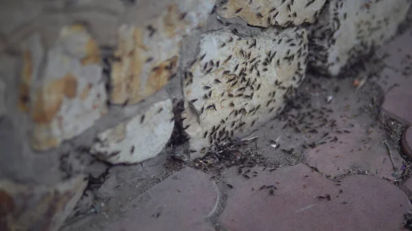 Una bandada de hormigas con alas ataca la casa — Foto de Stock