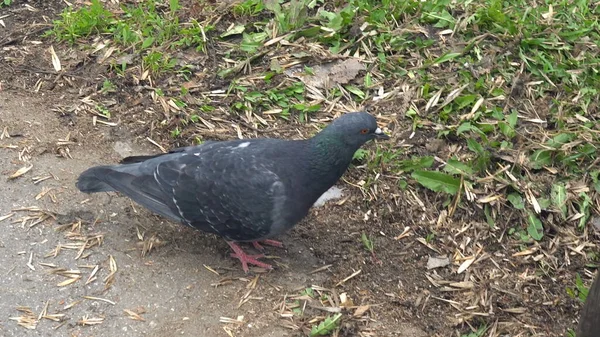 Taube im Park auf Nahrungssuche. Wildvogel — Stockfoto