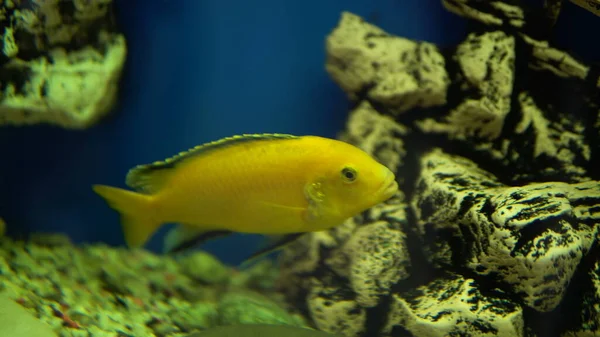 Small goldfish swims in aquarium — Stock Photo, Image