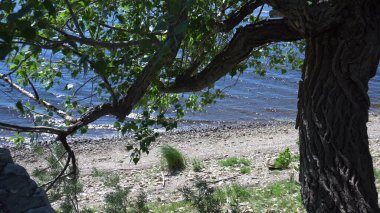 Rüzgarlı bir havada nehir kıyısında bir ağaç.