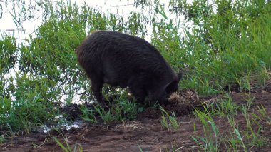 Yaban domuzu göl kenarında yiyecek aramak için burnu kazar.