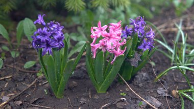 Bahçede çiçekler. Pembe ve mavi çiçekler yakın plan