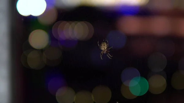 Una cruz de raza de araña está sentada en una tela de araña. Sobre el fondo de las bombillas de colores. Primer plano —  Fotos de Stock