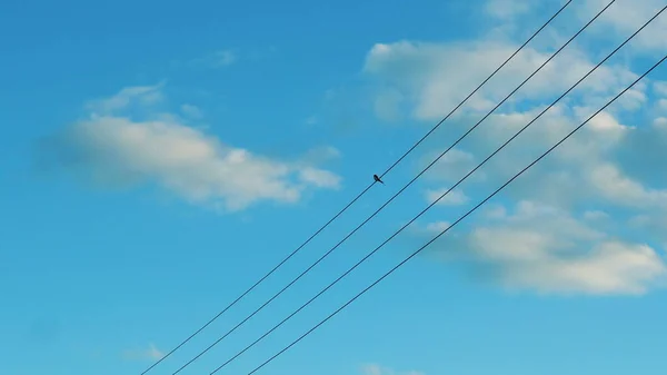 Un pajarito se sienta en cables eléctricos contra un cielo azul —  Fotos de Stock