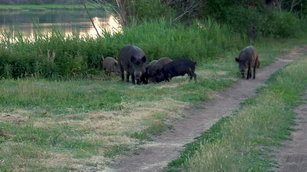 Wild pigs eat together. Big pigs and little pigs looking for food on the grass