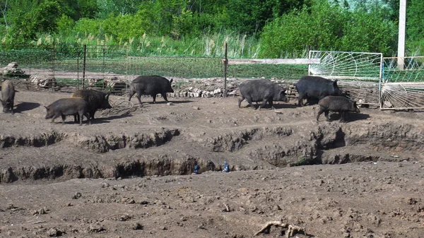 Wild pigs walk in the can — Stock Photo, Image