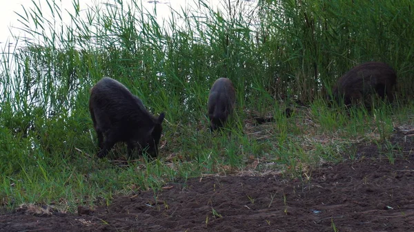 Porcos selvagens cavam o nariz em busca de comida no lago — Fotografia de Stock
