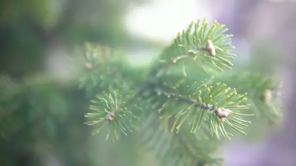 Branch of living spruce close-up. Spruce conifer growing in the forest. — Stock Photo, Image