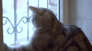 Gri bir İngiliz kedisi pencereden dışarı bakıyor. Kedi oynuyor..
