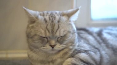 Gri bir İngiliz kedisi yalan söyler ve kameraya bakar. Bir kedinin kafasının yakın çekimi..
