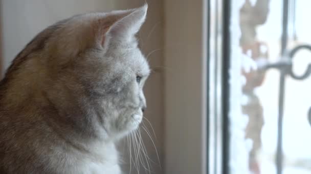 Un chat britannique gris regarde par la fenêtre gros plan. — Video