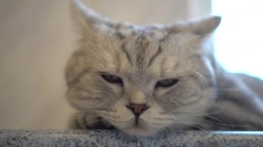 Gri İngiliz kedisi yalan söylüyor. Baş kedi, yaklaşın..
