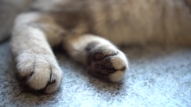 El gato británico gris miente. Gatos patas de cerca. — Vídeos de Stock