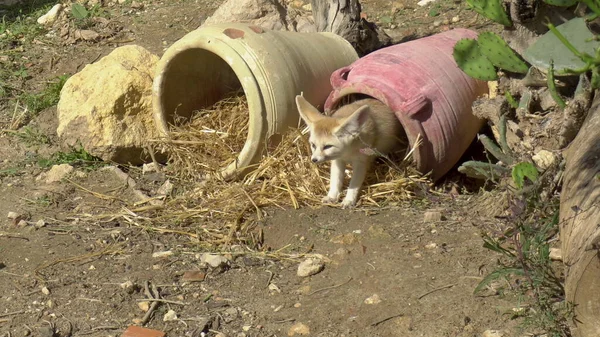 Zorro de oreja africana se asoma de una olla de barro. Zoológico africano al aire libre. Animales fuera de voluntad —  Fotos de Stock