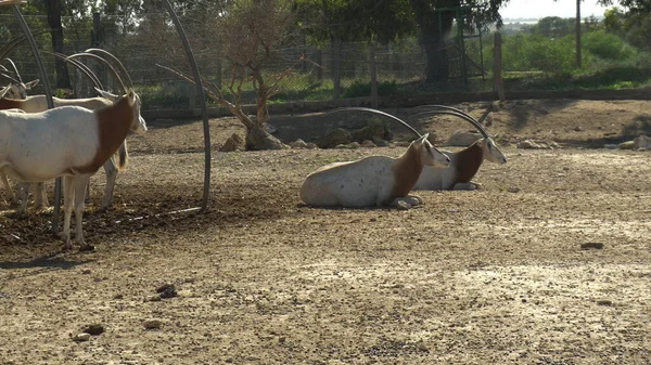 Las gacelas africanas yacen en el suelo. Gacelas en un zoológico africano bajo el cielo abierto. Animales fuera de la voluntad —  Fotos de Stock