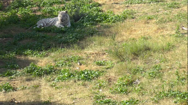 White Bengal tiger sits on the green grass. Tiger in the vastness of Africa. Animals in the wild. An endangered animal species. — Stock Photo, Image