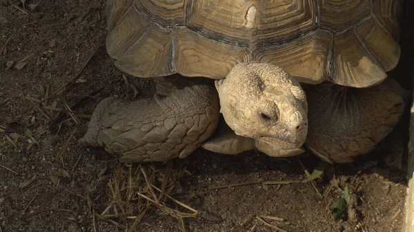 Große alte Schildkröte aus nächster Nähe. Die Schildkröte sitzt. Uraltes Tier in Afrika — Stockfoto