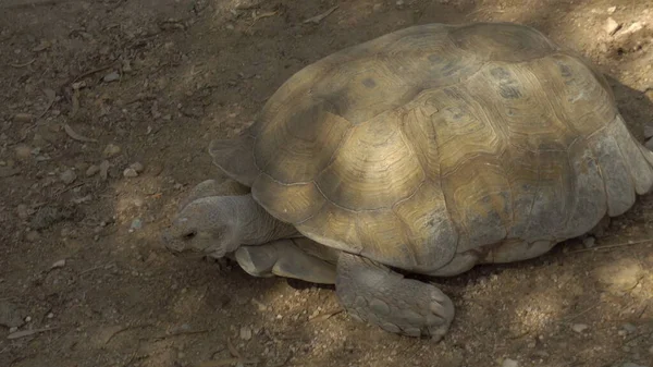 Büyük bir Afrika kaplumbağası yerde sürünüyor. Afrika 'nın enginliğinde kaplumbağa. Vahşi doğadaki hayvanlar. — Stok fotoğraf