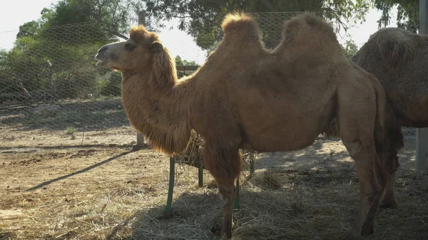 Il cammello battriano mastica il fieno. Cammelli in uno zoo africano a cielo aperto. Animali al di fuori della volontà — Foto Stock