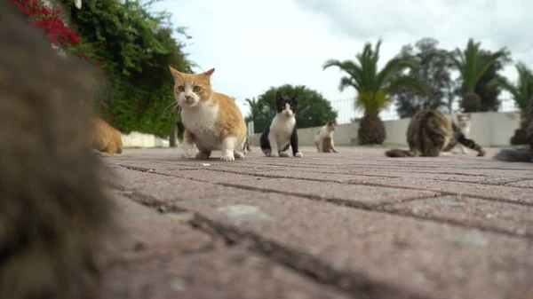 길거리에 돌아다니는 고양이들. 여러 종류의 고양이가 거리에서 달리고 있다. 고양이가 카메라쪽으로 걸어간다 — 스톡 사진