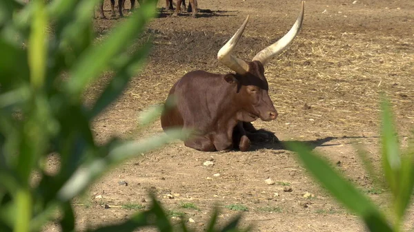 A vaca africana está no chão. Vista da vaca por trás do arbusto. Vaca nos espaços abertos da África — Fotografia de Stock