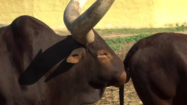 아프리카 암소가 다른 소의 똥 냄새를 맡고 있습니다. 밖에 아프리카 동물원에 큰 뿔을 가진 소가 있어. 동물들은 속수무책이다. 클로즈업 — 스톡 사진