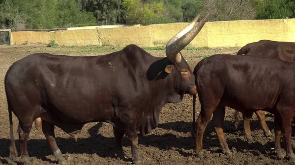Uma vaca africana a cheirar o rabo de outra vaca. Vaca com chifres grandes no jardim zoológico africano ao ar livre. Os animais estão fora de vontade. . — Fotografia de Stock