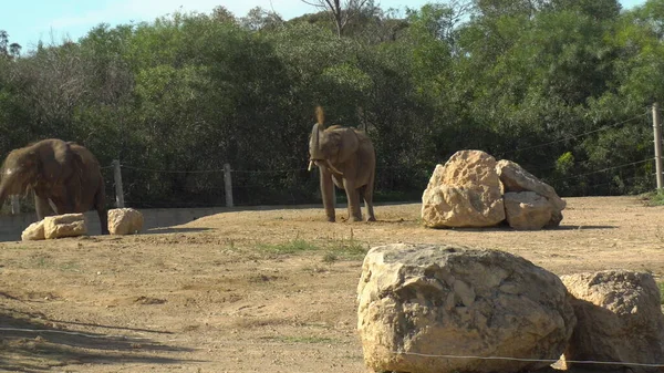 Il tronco di elefanti africani prende la sabbia e la getta sulla schiena. Pulito da insetti e parassiti. Elefanti nello zoo africano all'aperto. Gli animali sono a corto di volontà. — Foto Stock