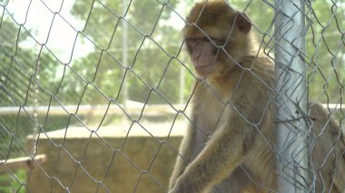 Maymun kafeste oturuyor. Hayvanın iradesi dışında.