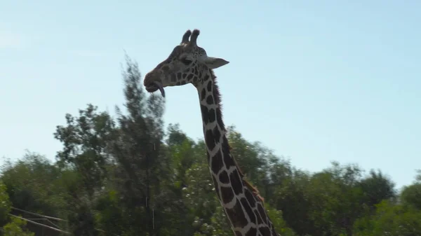 Eine erwachsene Giraffe geht und baumelt an ihrer Zunge. Giraffe in den Weiten Afrikas. Tiere in freier Wildbahn. Nahaufnahme — Stockfoto