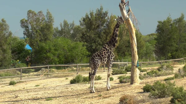 La giraffa adulta mangia foglie da un albero. Giraffa allo zoo africano all'aria aperta. Animali fuori dalla volontà — Foto Stock