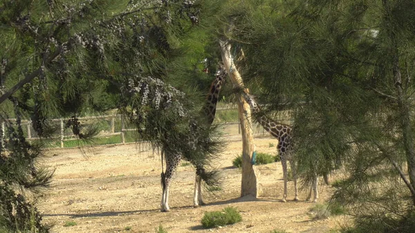 Girafas come folhas de uma árvore. Vista de girafas de trás das árvores. Jardim zoológico africano ao ar livre. Animais fora de vontade — Fotografia de Stock