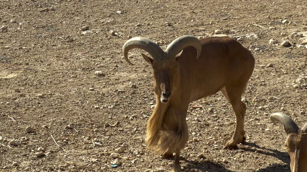 L'ariete africano sta correndo. Pecora sugli spazi aperti dell'Africa. Animali allo stato selvatico — Foto Stock